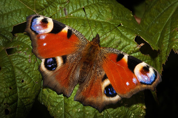 Изложба фотографија Милана Живковића у Природњачком музеју